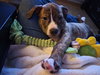 Pyro - Zoey's litter - Photo 3