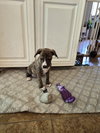 Pyro - Zoey's litter - Photo 8