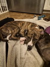Pyro - Zoey's litter - Photo 9
