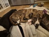 Pyro - Zoey's litter - Photo 10