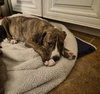 Pyro - Zoey's litter - Photo 2