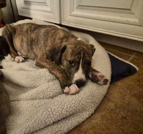 PYRO - ZOEY'S LITTER - Pit Bull Terrier / Labrador Retriever available for adoption