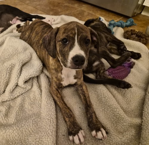 Pyro - Zoey's litter