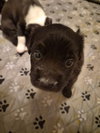 Lucy - Zoey's Litter - Photo 1