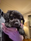 Lucy - Zoey's Litter - Photo 5