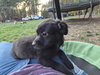Lucy - Zoey's Litter - Photo 6