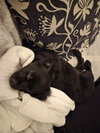 Lucy - Zoey's Litter - Photo 8