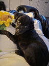 Lucy - Zoey's Litter - Photo 4