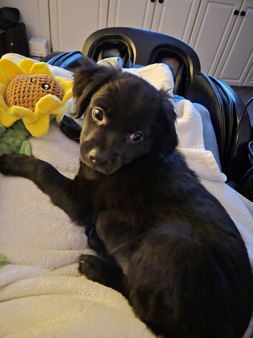 Lucy - Zoey's Litter