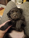 Lucy - Zoey's Litter - Photo 7