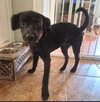 Lucy - Zoey's Litter - Photo 3