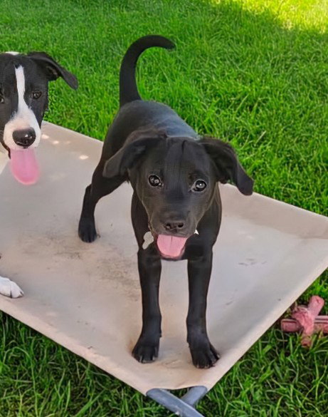 Lucy - Zoey's Litter Image