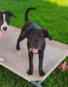 Lucy - Zoey's Litter - Photo 1