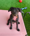 Lucy - Zoey's Litter - Photo 2