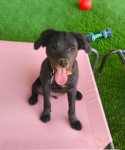 LUCY - ZOEY'S LITTER - Pit Bull Terrier / Labrador Retriever available for adoption