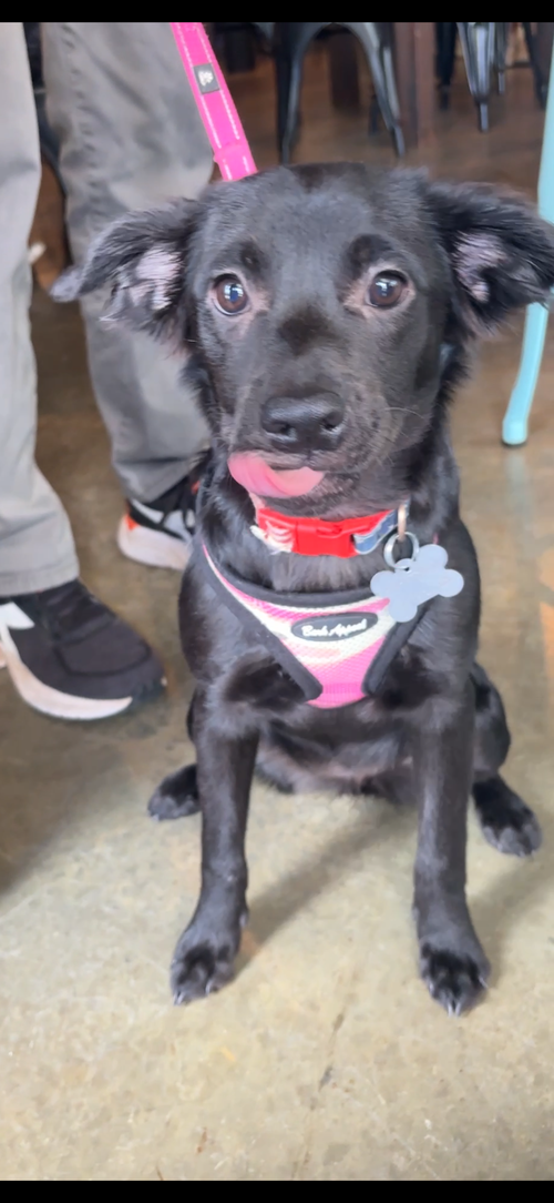 Lucy - Zoey's Litter