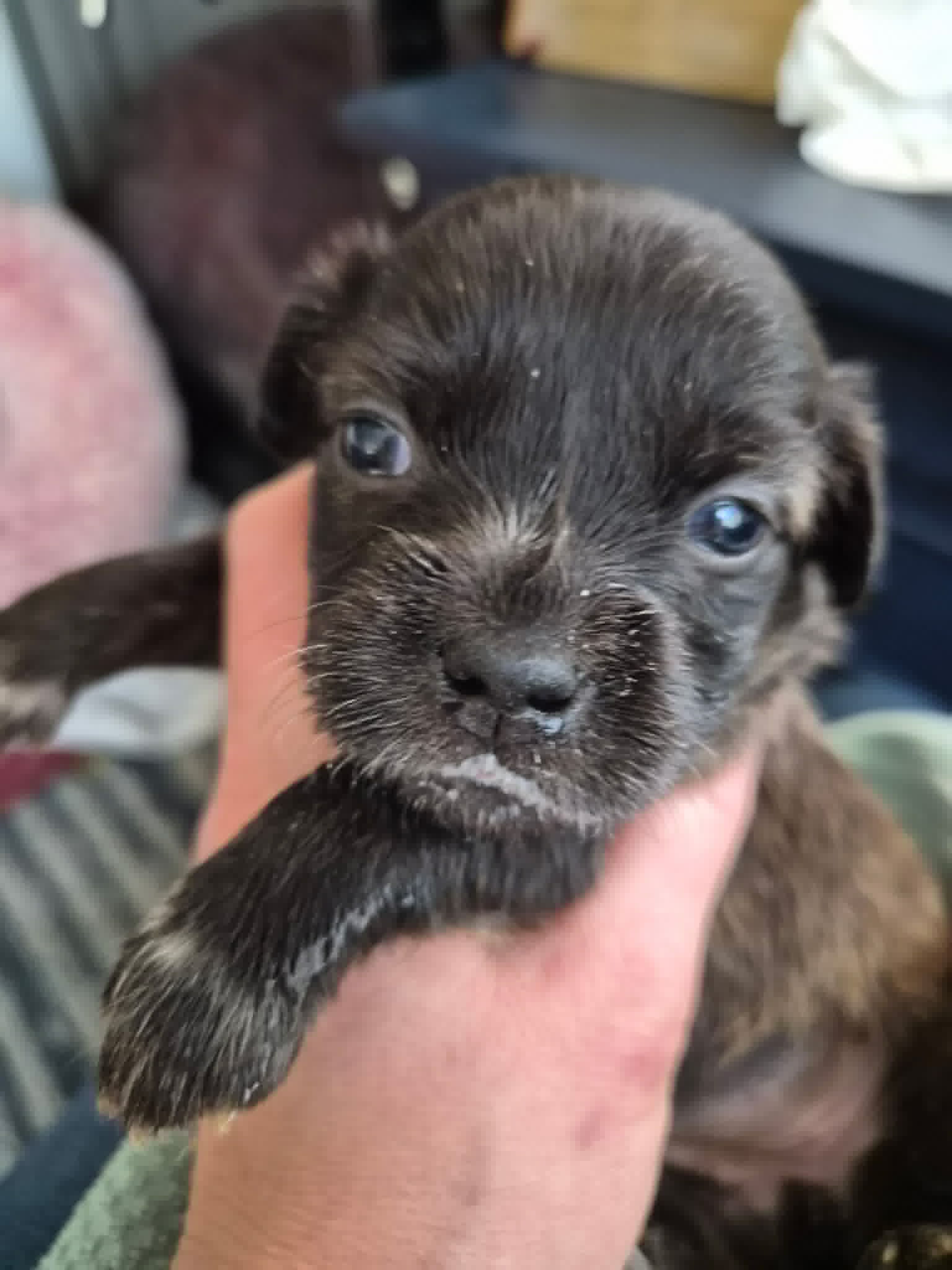 Little Lulu - Zoey's Litter Image