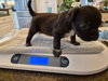 Little Lulu - Zoey's Litter - Photo 2