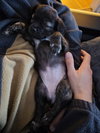 Little Lulu - Zoey's Litter - Photo 10