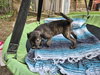 Little Lulu - Zoey's Litter - Photo 9