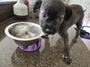 Little Lulu - Zoey's Litter - Photo 7