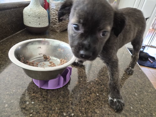 Little Lulu - Zoey's Litter