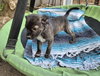 Little Lulu - Zoey's Litter - Photo 8