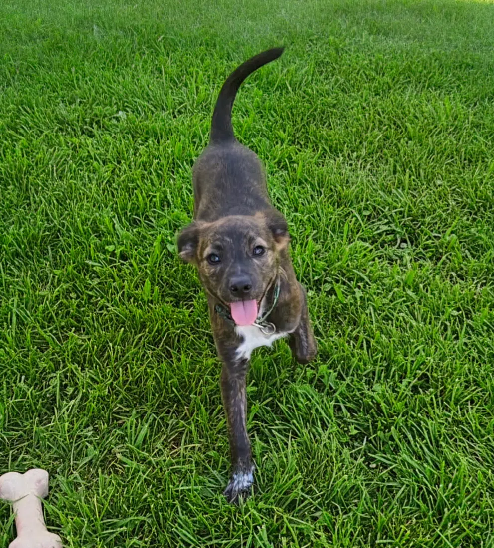 Little Lulu - Zoey's Litter image 3
