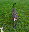Little Lulu - Zoey's Litter - Photo 1