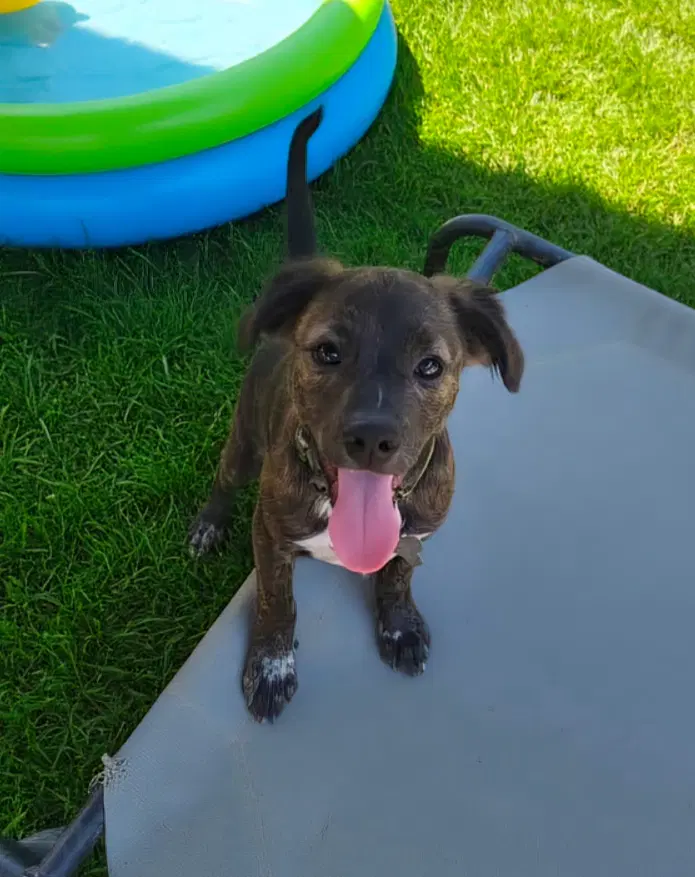 Little Lulu - Zoey's Litter image 2