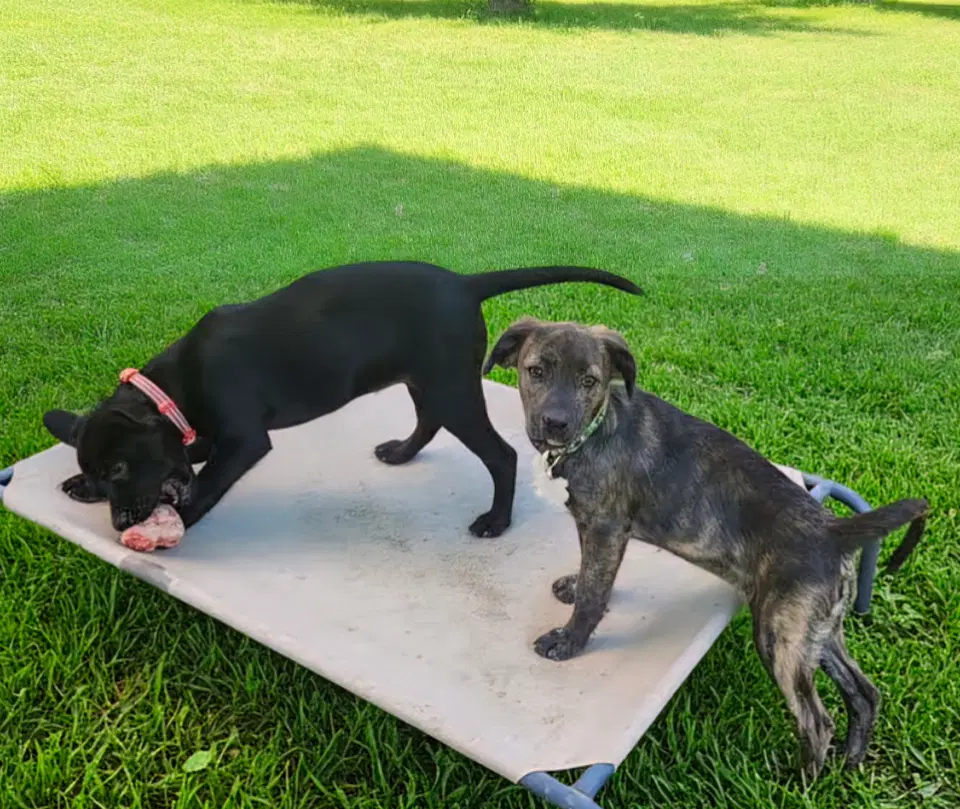 Little Lulu - Zoey's Litter image 4