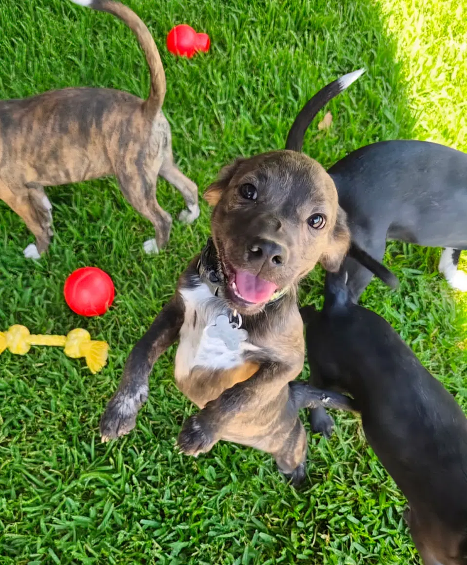 Little Lulu - Zoey's Litter - Pit Bull Terrier