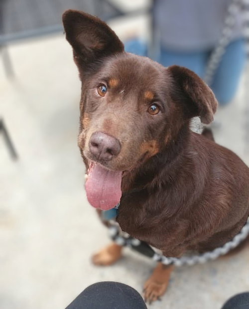 Cherry, a dog for adoption from Pawfect Match Rescue