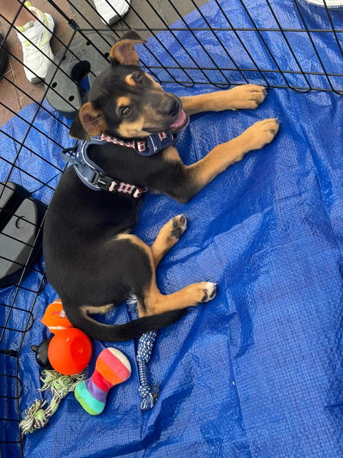 DALLAS - Labrador Retriever / Shepherd available for adoption