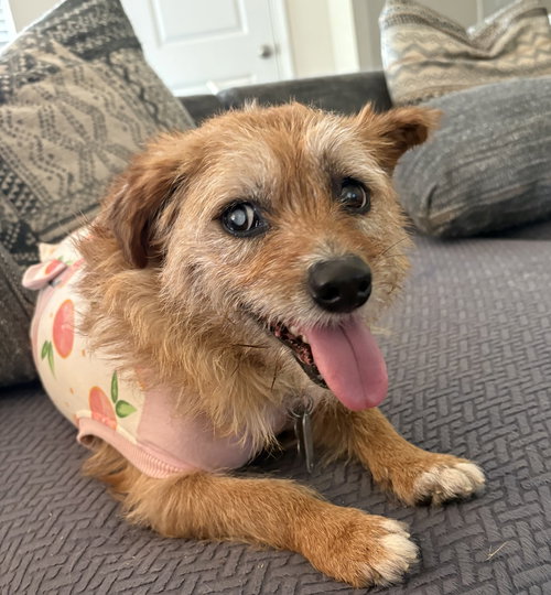 Lola, an adoptable Terrier in Holly Springs, NC