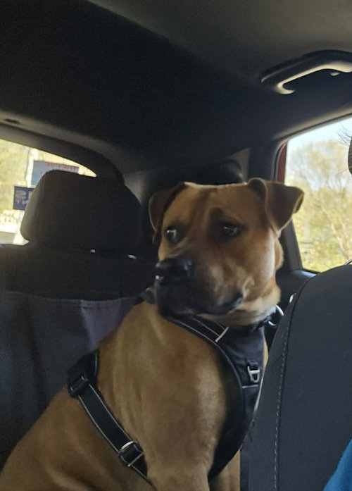 Rico, an adoptable Shepherd in Holly Springs, NC