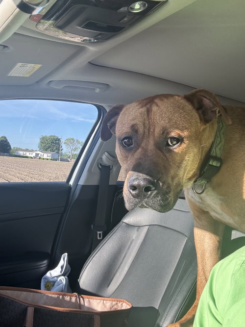Rico, an adoptable Black Mouth Cur in Holly Springs, NC