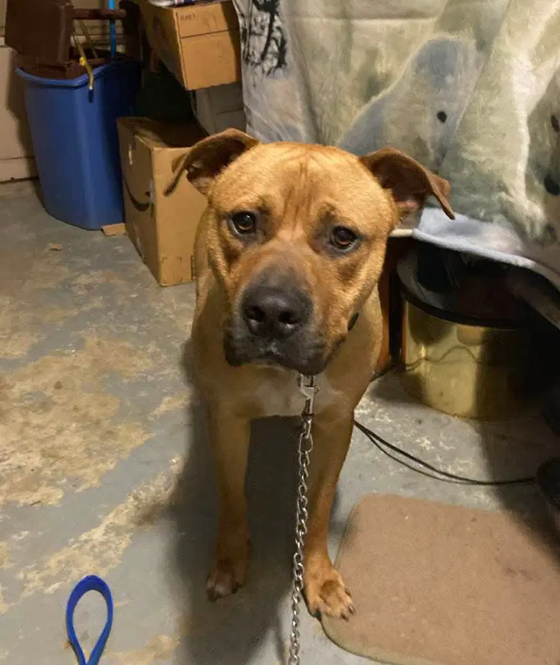 Rico - Black Mouth Cur