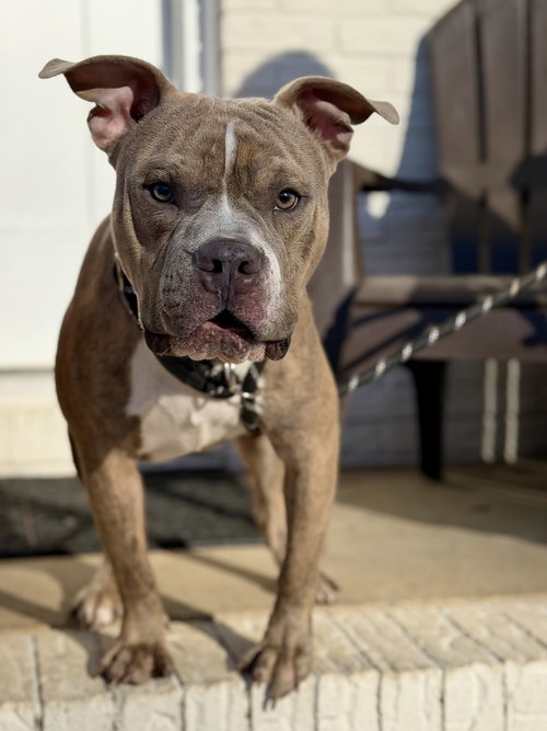 Rex, an adoptable Bull Terrier in Holly Springs, NC