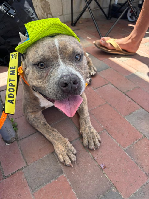 Rex, an adoptable Bull Terrier in Holly Springs, NC
