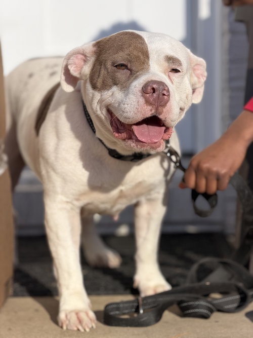 Rue, an adoptable Bull Terrier in Holly Springs, NC