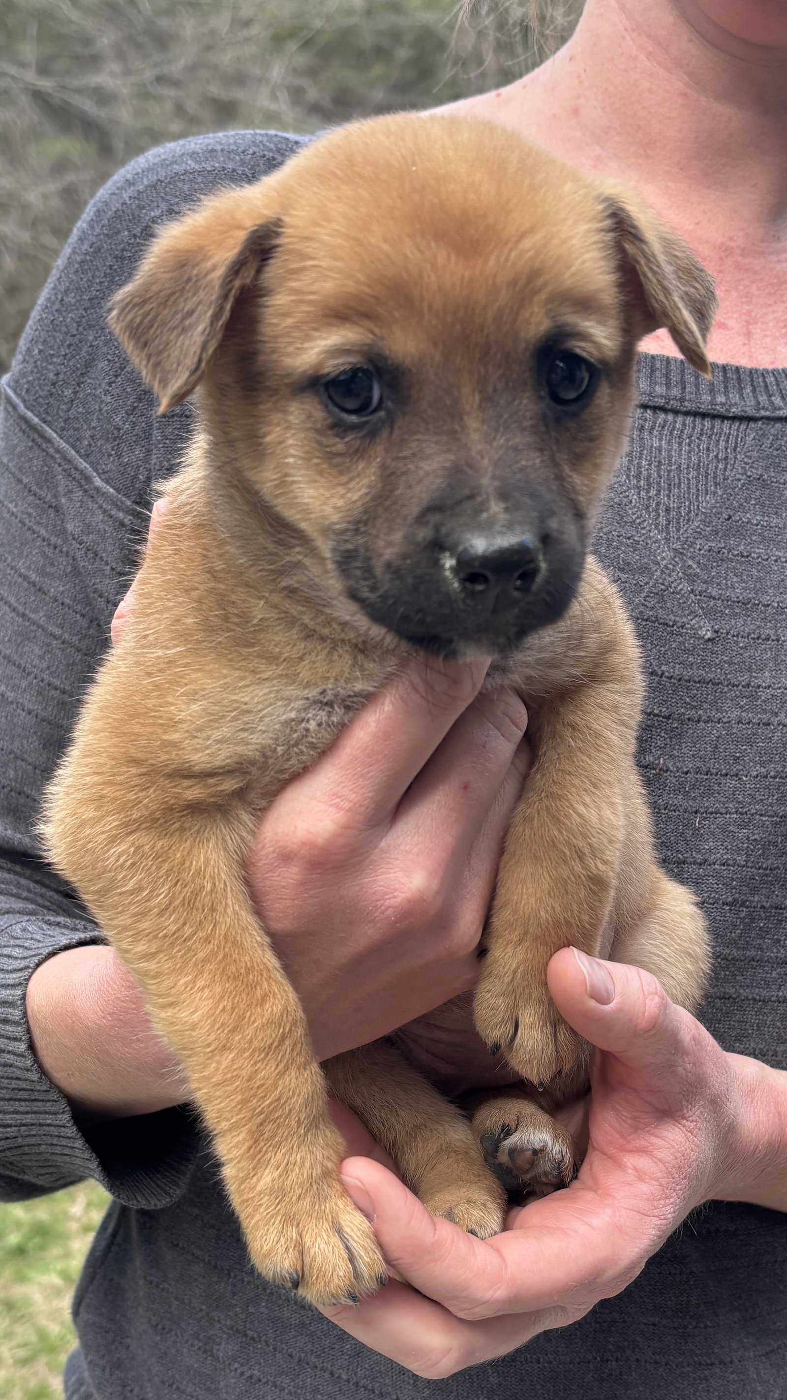 Penny - Big Bang Litter, photo 9