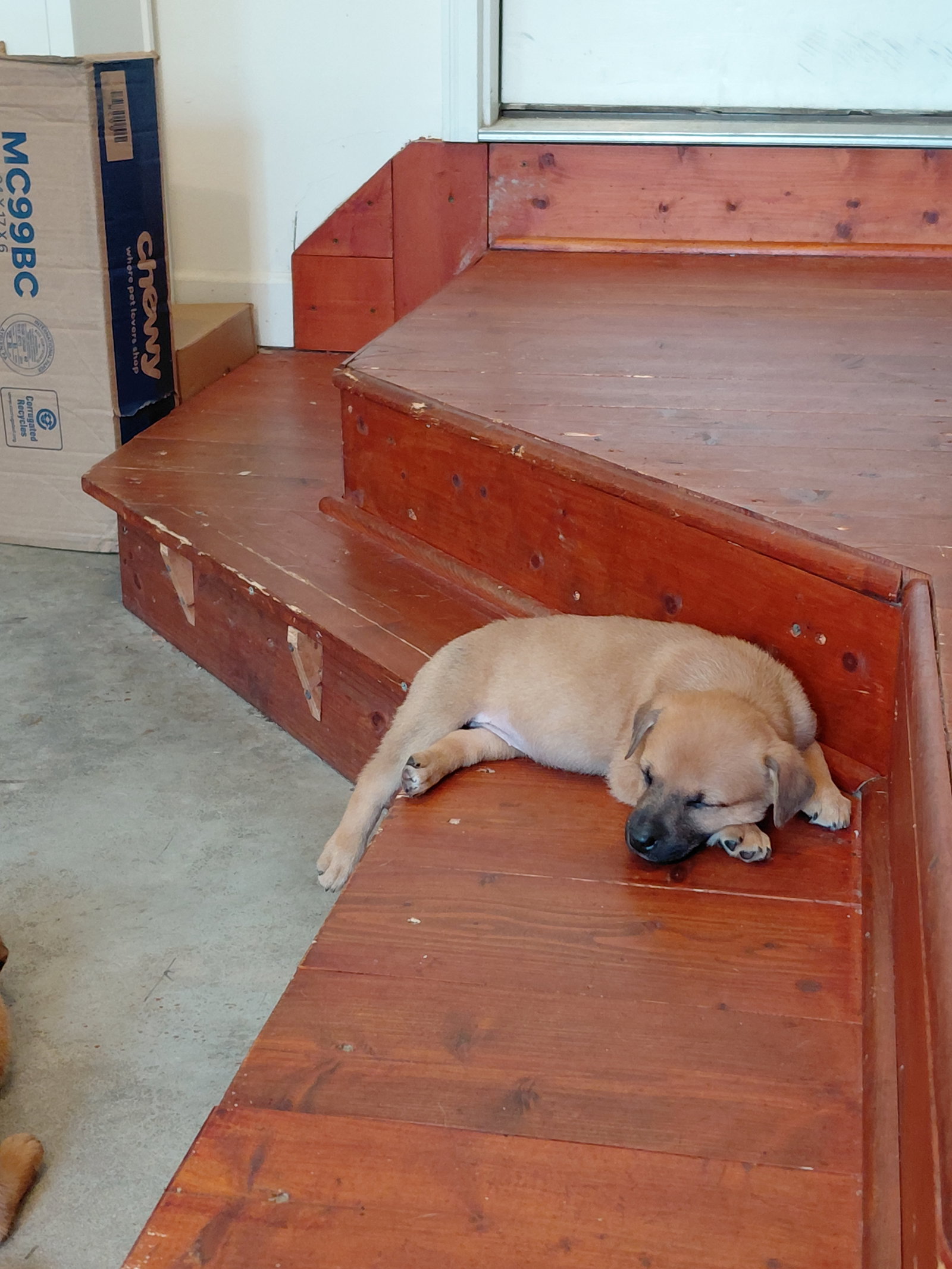 Penny - Big Bang Litter, photo 7