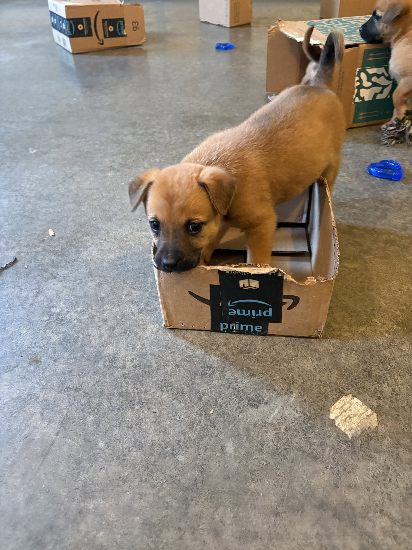 Penny - Big Bang Litter, photo 8