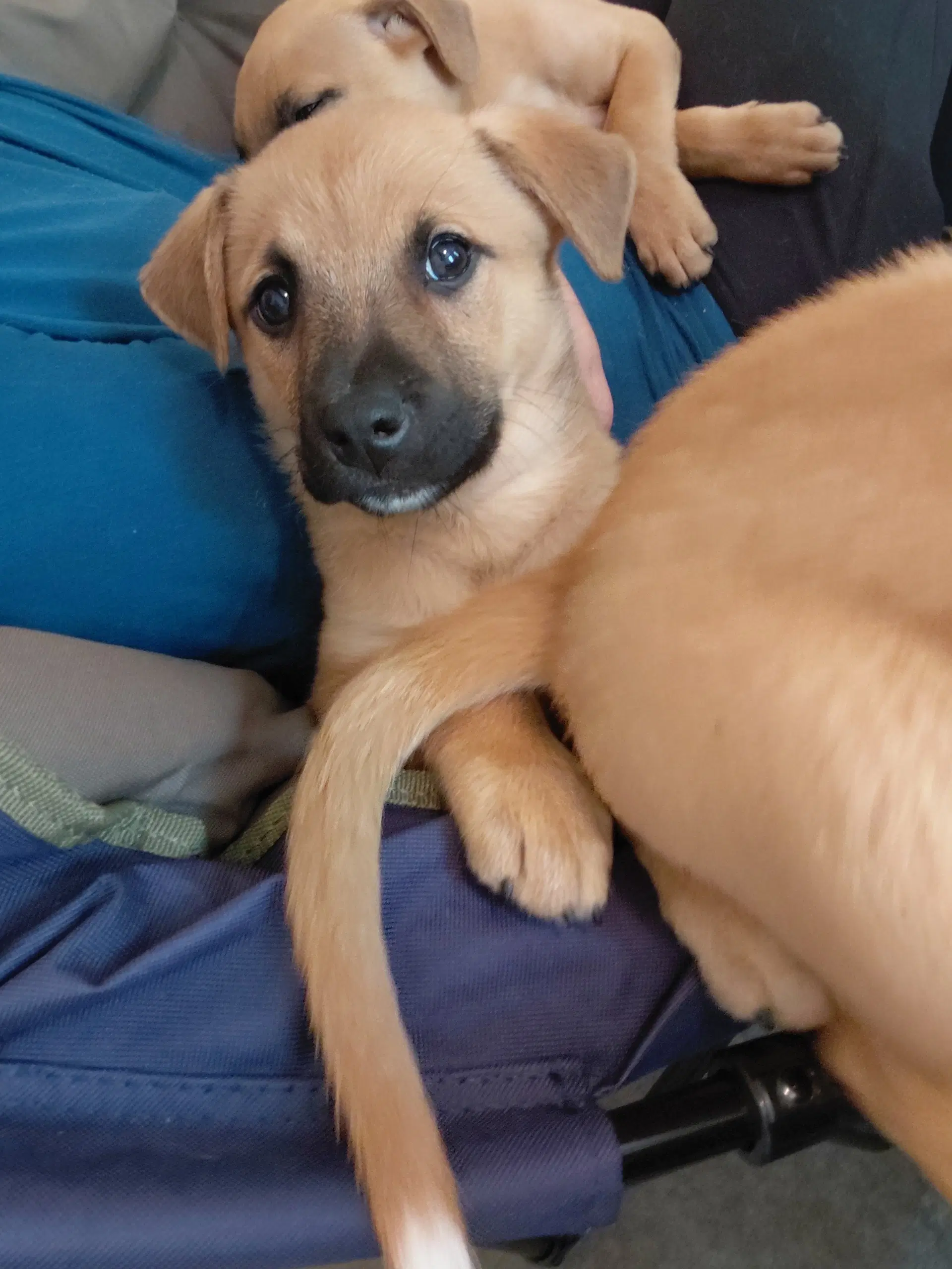 Penny - Big Bang Litter image 4