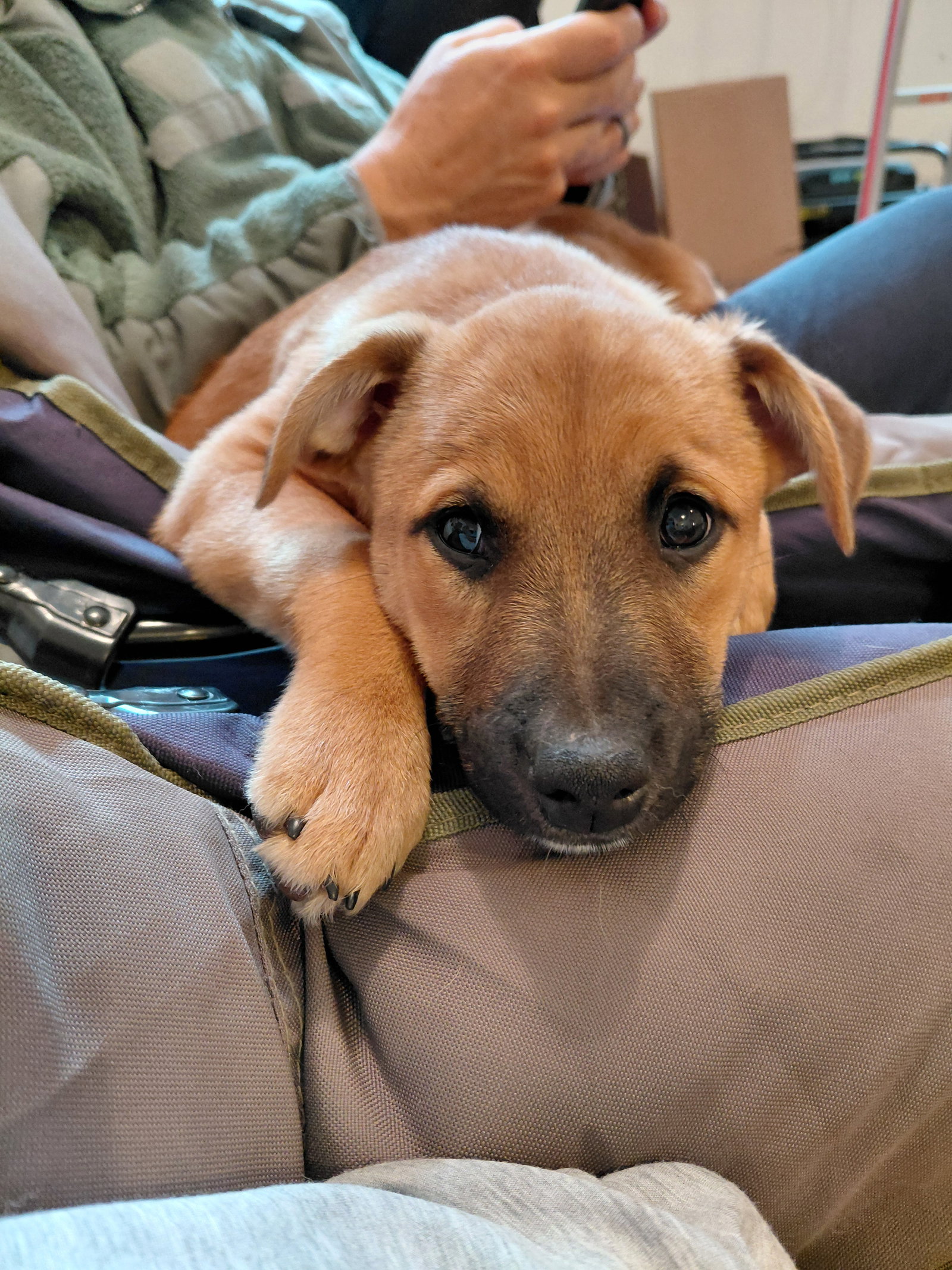 Penny - Big Bang Litter, photo 10