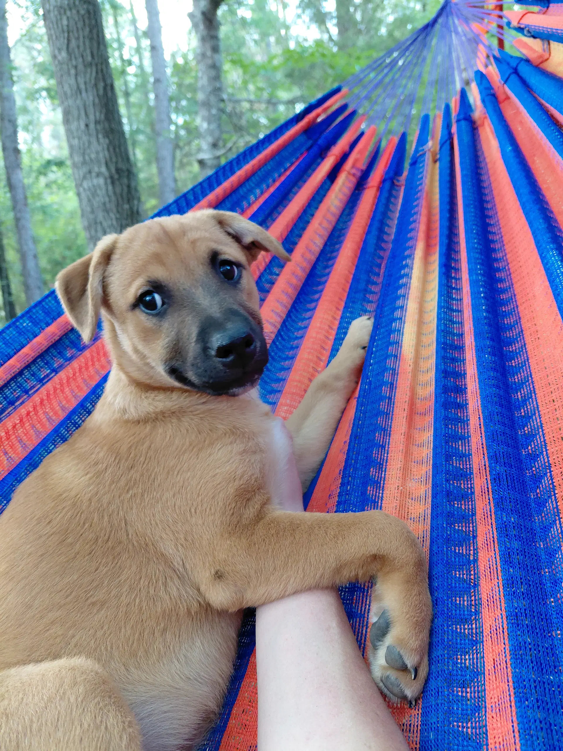 Penny - Big Bang Litter - Boxer