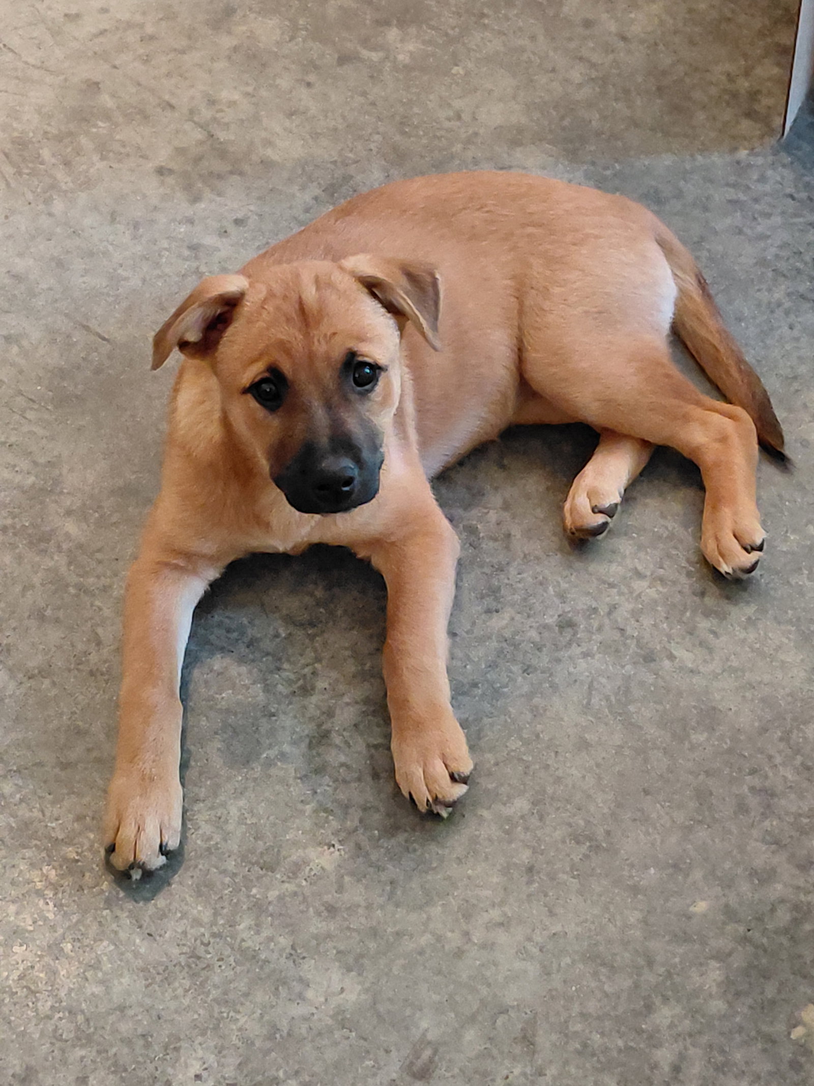 Penny - Big Bang Litter, photo 12