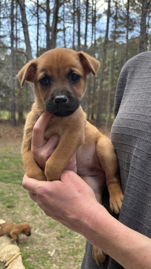 Bernadette - Big Bang Litter