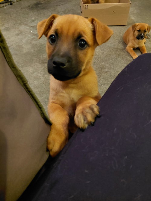 Bernadette - Big Bang Litter